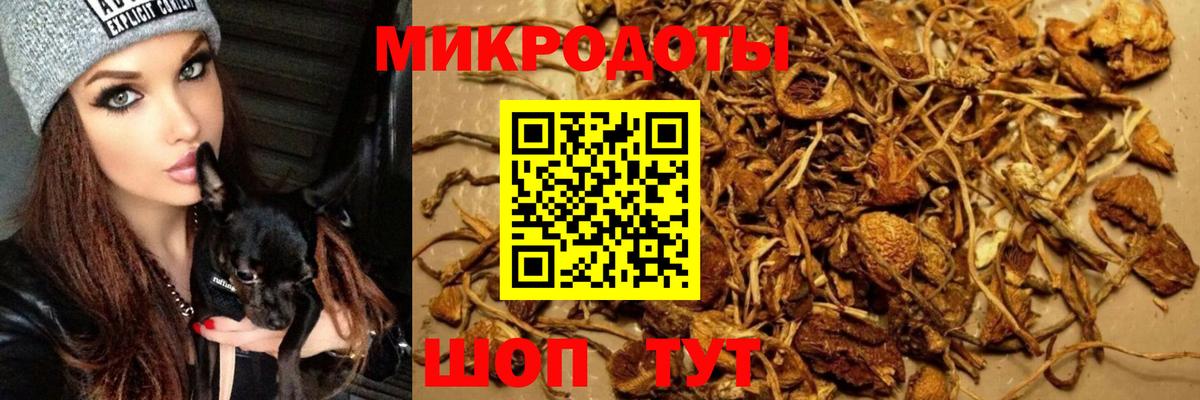 Псилоцибиновые грибы Cubensis  Галлюциногенные грибы Psilocybine cubensis  Городец 