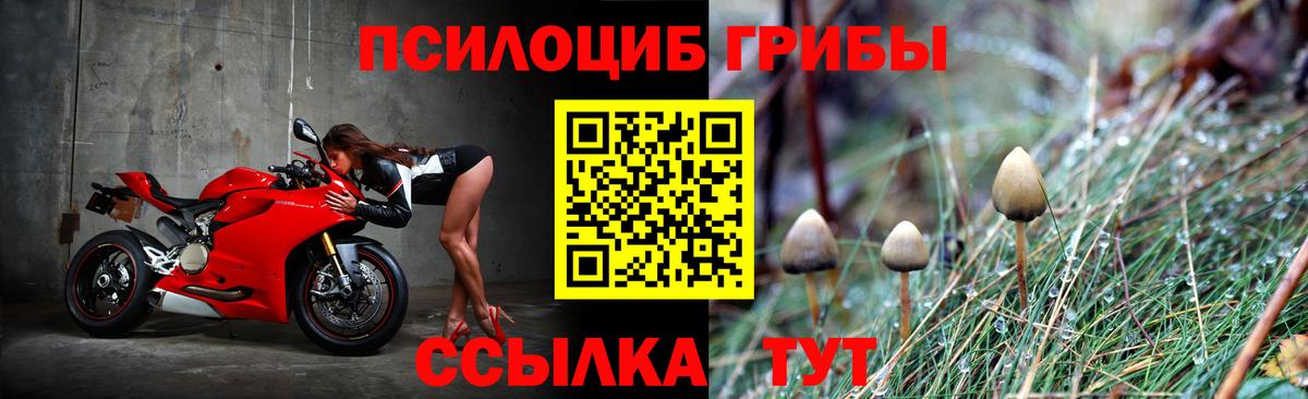 Псилоцибиновые грибы Cubensis Городец